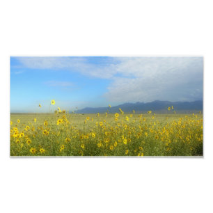 Impression Photo Dunes de sable, Sangre de Cristo, fleurs