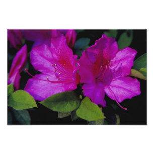 Impression Photo É.-U. Géorgie, Savannah. Azalée en fleurs.