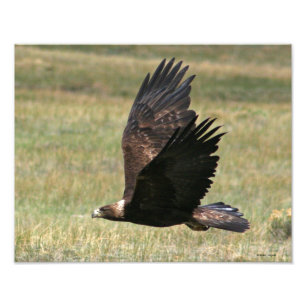Impression Photo Eagle d'or en vol 11x14 horizontal
