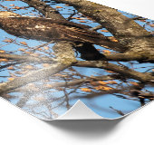 Impression Photo Eagle Youngster (Coin)