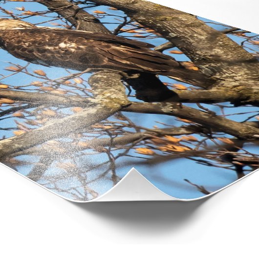 Impression Photo Eagle Youngster (Coin)