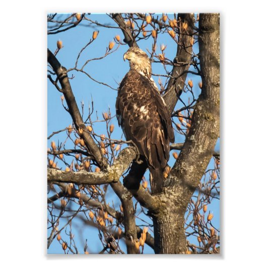 Impression Photo Eagle Youngster (Devant)