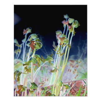 Impression Photo "Early Spring" Numériquement modifié Ferns à tête
