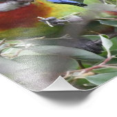 Impression Photo Eastern Rosella mangeant avec bonheur (Coin)