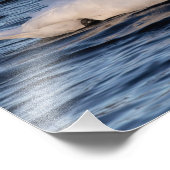 Impression Photo Eau cygne et bleue (Coin)