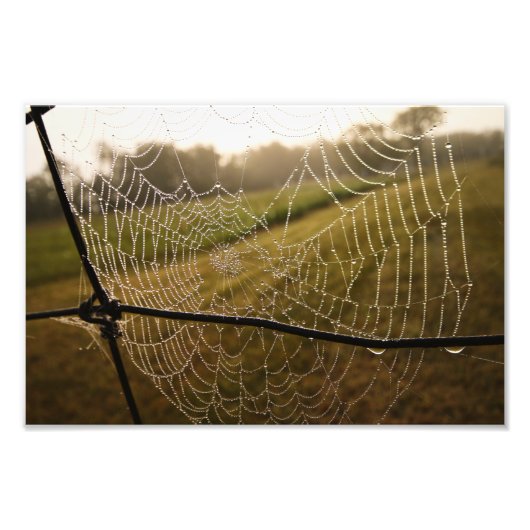 Impression Photo Eau gouttes sur le web Spider (Devant)