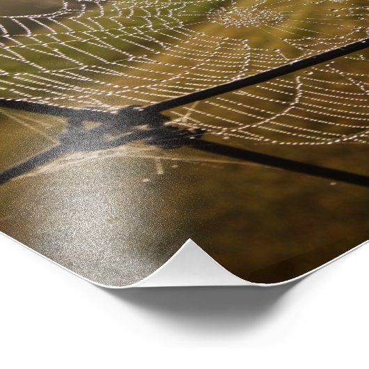 Impression Photo Eau gouttes sur le web Spider (Coin)