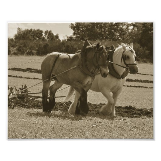 Impression Photo Ébauche de l'équipe de cheval en harnais (Devant)