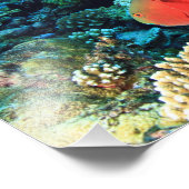 Impression Photo Écart de poisson perroquet (Coin)