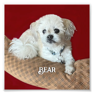 Impression Photo Écoutez le Malshi Relaxant