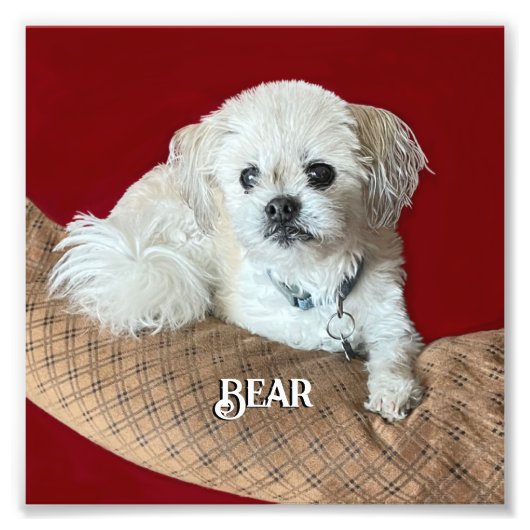 Impression Photo Écoutez le Malshi Relaxant (Devant)