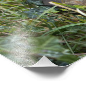 Impression Photo écureuil (Coin)