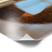 Impression Photo Écureuil à la source (Coin)