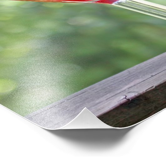 Impression Photo Écureuil animal (Coin)