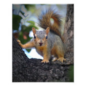 Impression Photo Écureuil de bébé dans l'arbre (Devant)