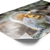 Impression Photo Écureuil gris (Coin)