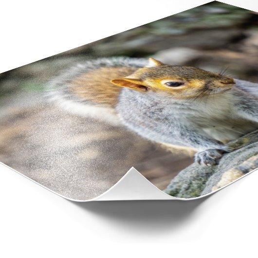 Impression Photo Écureuil gris (Coin)