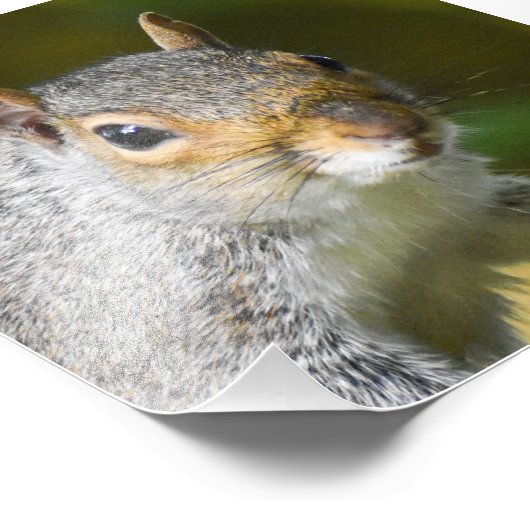 Impression Photo Écureuil gris (Coin)