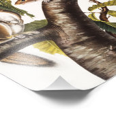 Impression Photo Écureuil gris de Caroline (Sciurus Carolinensis) (Coin)