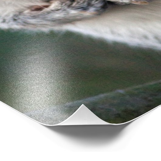 Impression Photo Écureuil gris Imprimer (Coin)