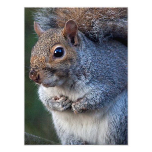 Impression Photo Écureuil gris Imprimer (Devant)