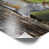 Impression Photo Écureuil gris-oriental mignon sur arbre (Coin)