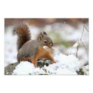 Impression Photo Écureuil mignon dans la neige avec l'arachide