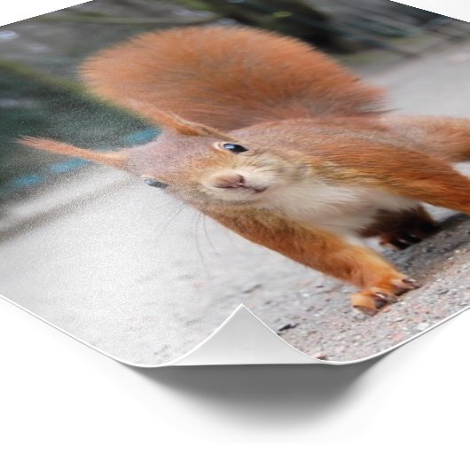 Impression Photo Écureuil rouge (Coin)