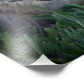 Impression Photo Écureuil terrestre de Californie (Coin)