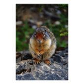 Impression Photo Écureuil terrestre Richardson (Devant)