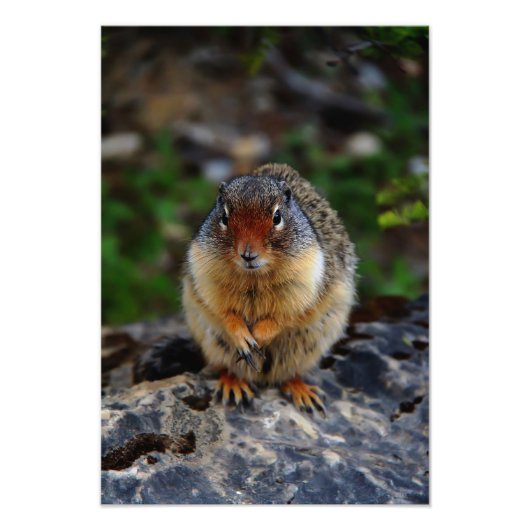 Impression Photo Écureuil terrestre Richardson (Devant)