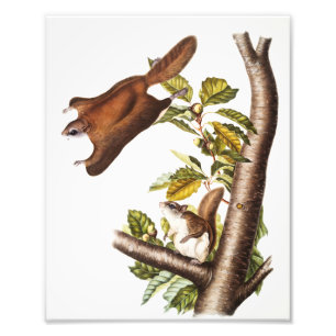 Impression Photo Écureuil volant de l'Oregon (Pteromys Origonensis)