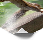 Impression Photo Écureuils à l'heure heureuse (Coin)