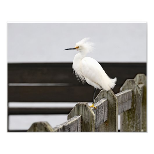 Impression Photo Egret neigeux (Devant)