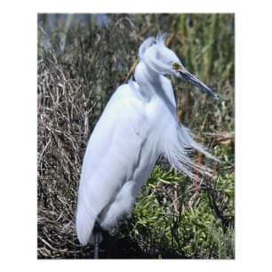 Impression Photo Egret neigeux