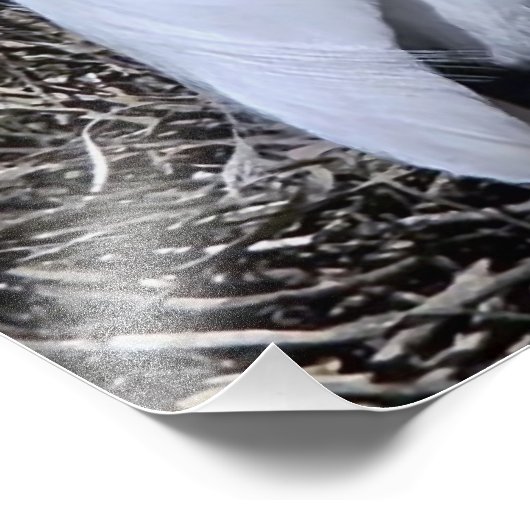 Impression Photo Egret neigeux (Coin)