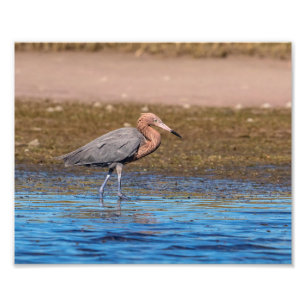 Impression Photo Egret rouge 10x8 sur North Beach