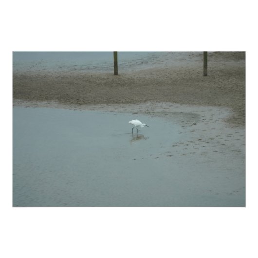 Impression Photo Egret Wading (Devant)