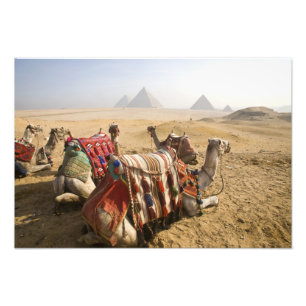 Impression Photo Égypte, Le Caire. Chameaux au repos