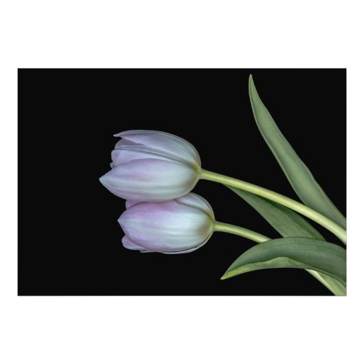 Impression Photo El abrazo de los tulipanes. (Devant)