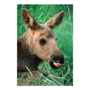 Impression Photo élan, Alces alces, veau allongé dans l'herbe, Kena