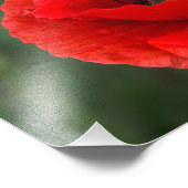 Impression photo - Élégance Coquelicot (Coin)