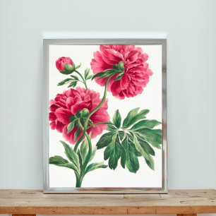 Impression Photo Elégance en rose : une illustration de pivoine