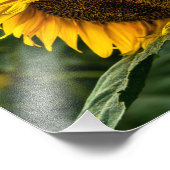 Impression photo Élégance Tournesol (Coin)