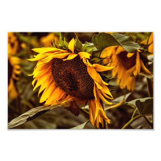 Impression photo Élégance Tournesol (Devant)