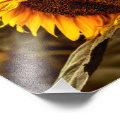 Impression photo Élégance Tournesol (Coin)