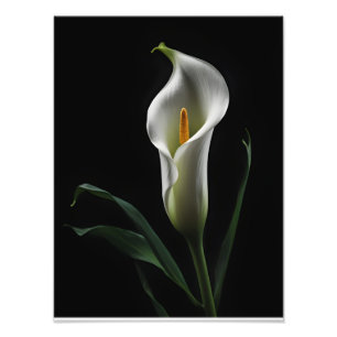 Impression Photo Elégant Calla Lily sur Arrière - plan noir