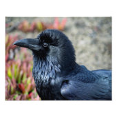 Impression photo Elegant Raven (Devant)