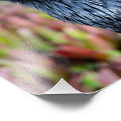 Impression photo Elegant Raven (Coin)