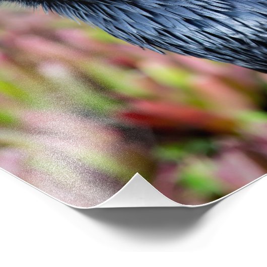 Impression photo Elegant Raven (Coin)